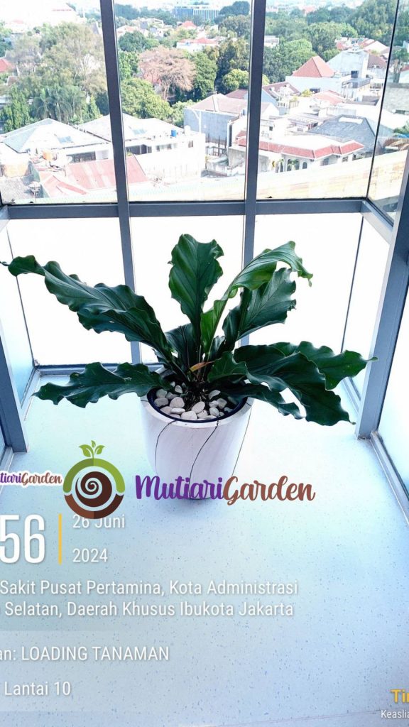 Sewa Tanaman Terbaik untuk Indoor dan Outdoor