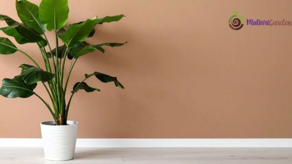 Sewa Tanaman Hias di Kantor untuk Lingkungan Kerja yang Sejuk, Estetis, dan Produktif