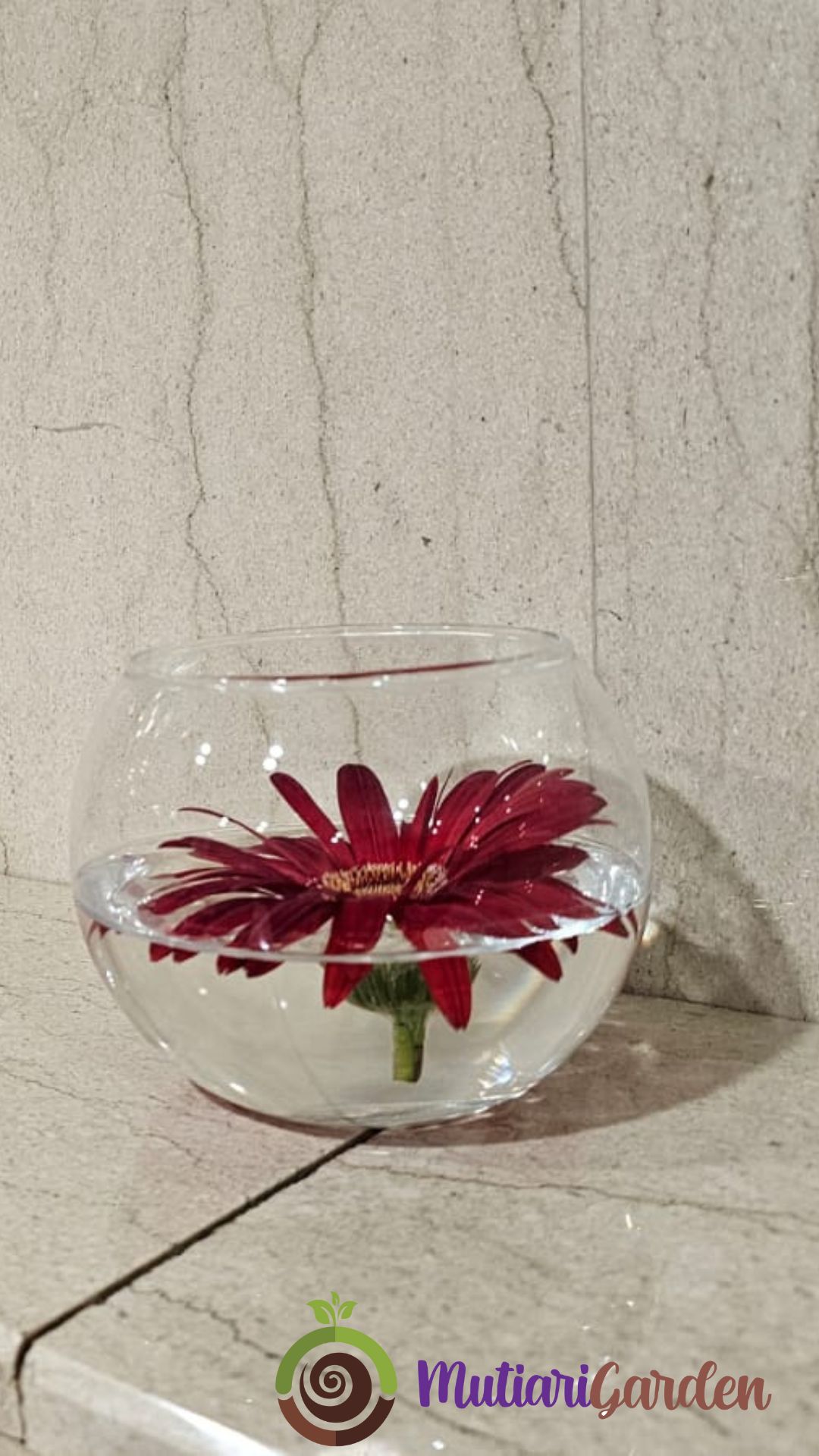 sewa tanaman hias untuk toilet